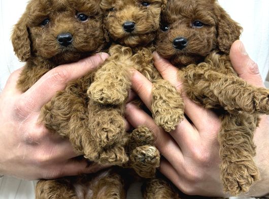 40 Günlük Mini Poodle Yavru  Yeni Yuvasını Arıyor görsel