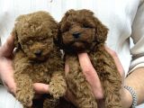 40 Günlük Mini Poodle Yavru  Yeni Yuvasını Arıyor