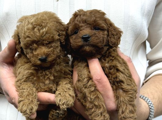 40 Günlük Mini Poodle Yavru  Yeni Yuvasını Arıyor görsel
