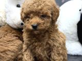 40 Günlük Mini Poodle Yavru  Yeni Yuvasını Arıyor