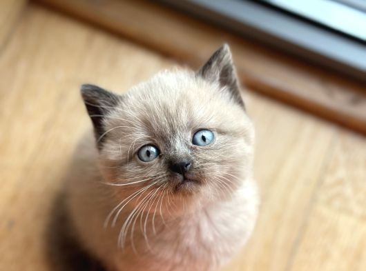 Blue Poi̇nt Yavrularimiz Yuvasini Ariyor