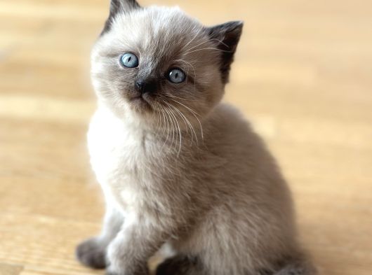 Blue Poi̇nt Yavrularimiz Yuvasini Ariyor görsel