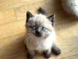 Blue Poi̇nt Yavrularimiz Yuvasini Ariyor