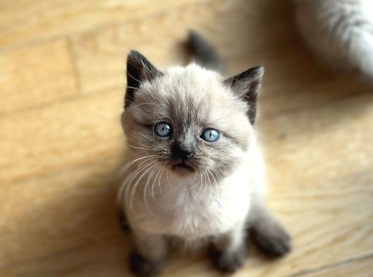Blue Poi̇nt Yavrularimiz Yuvasini Ariyor görsel