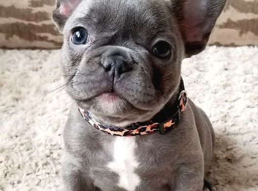 Irk Ve Sağlık Garantili French Bulldog Bebekler Teslime Hazı görsel