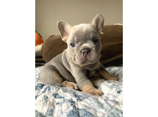 Irk Ve Sağlık Garantili French Bulldog Bebekler Teslime Hazı görsel