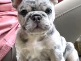 Irk Ve Sağlık Garantili French Bulldog Bebekler Teslime Hazı