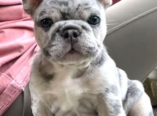 Irk Ve Sağlık Garantili French Bulldog Bebekler Teslime Hazı görsel