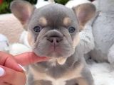 Irk Ve Sağlık Garantili French Bulldog Bebekler Teslime Hazı