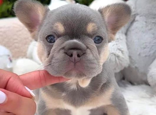 Irk Ve Sağlık Garantili French Bulldog Bebekler Teslime Hazı görsel