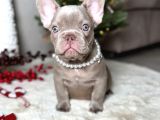 Irk ve sağlık garantili french bulldog bebekler teslime hazı