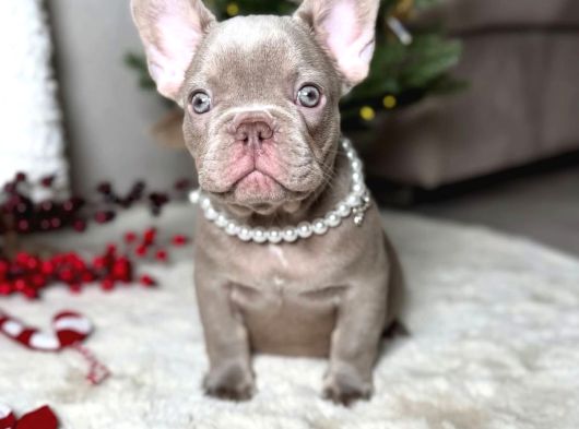 Irk ve sağlık garantili french bulldog bebekler teslime hazı