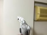 Uysal Mutasyon Jumbo Bebek Gereksiz Ulaşmayın 6000