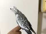 Uysal Mutasyon Jumbo Bebek Gereksiz Ulaşmayın 6000