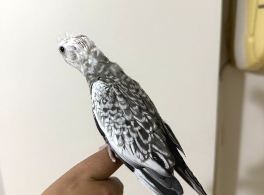 Uysal Mutasyon Jumbo Bebek Gereksiz Ulaşmayın 6000 görsel