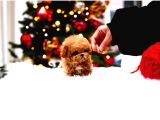 Star Toy Poodle Bebekler
