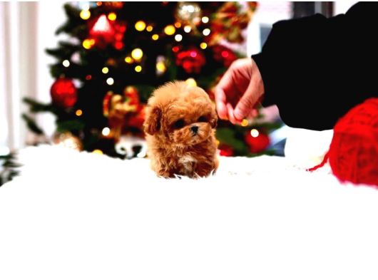 Star Toy Poodle Bebekler