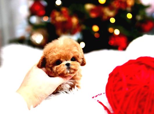 Anti̇alerji̇k  Toy Poodle Yavrularim görsel