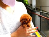 Star Toy Poodle Bebekler