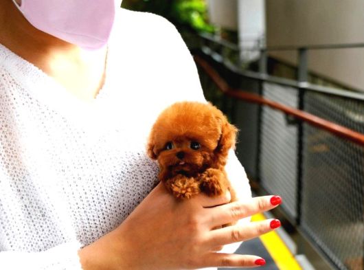 Star Toy Poodle Bebekler görsel