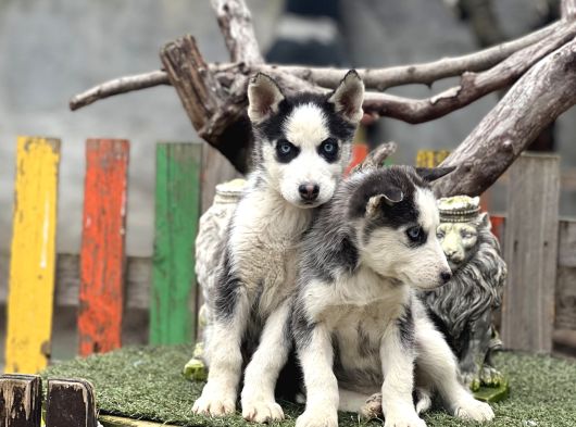 Maviş Husky Yavrularımız görsel