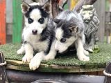 Maviş Husky Yavrularımız