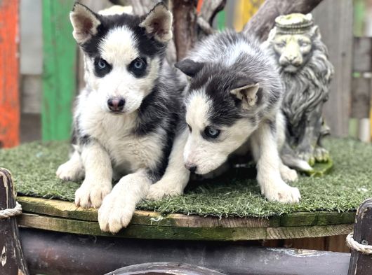 Maviş Husky Yavrularımız