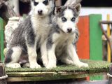 Maviş Husky Yavrularımız