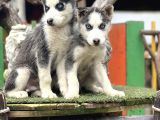 Maviş Husky Yavrularımız