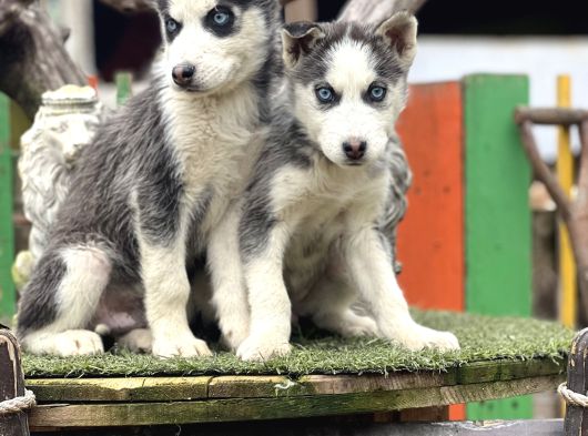 Maviş Husky Yavrularımız görsel