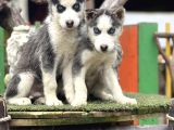 Maviş Husky Yavrularımız