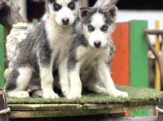Maviş Husky Yavrularımız görsel