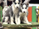 Maviş Husky Yavrularımız