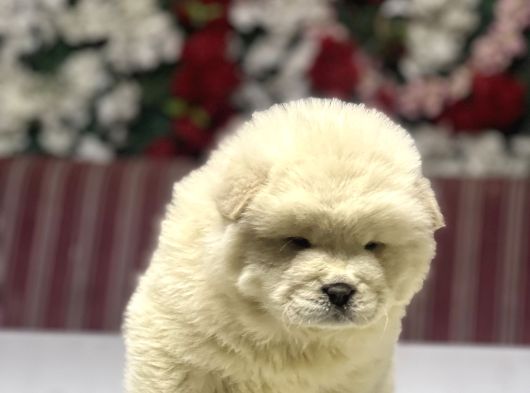 Chow Chow A Kalite Yavrular görsel