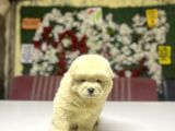 Chow Chow A Kalite Yavrular