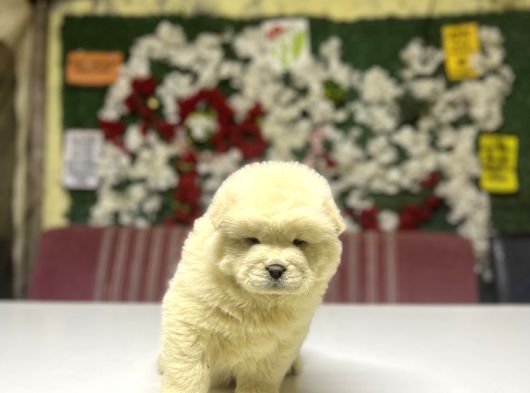 Chow Chow A Kalite Yavrular görsel