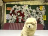 Chow Chow A Kalite Yavrular