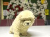 Chow Chow A Kalite Yavrular