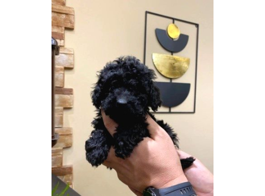 Mükemmel Si̇yah Toy Poodle Yavrularimiz görsel