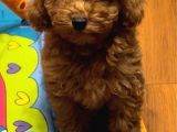 ÜRETİM ÇİFTLİĞİNDEN KAHVE TOY POODLE YAVRULAR