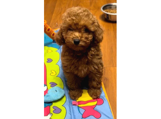 Üreti̇m Çi̇ftli̇ği̇nden Kahve Toy Poodle Yavrular