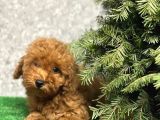Üreti̇m Çi̇ftli̇ği̇nden Kahve Toy Poodle Yavrular