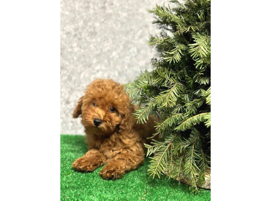 Üreti̇m Çi̇ftli̇ği̇nden Kahve Toy Poodle Yavrular görsel