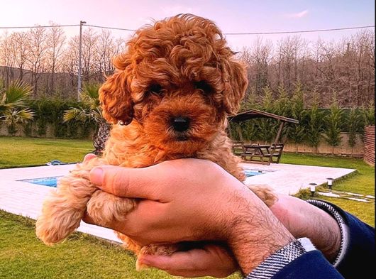 Show Kali̇te Toy Poodle Yavrulari Çi̇ftli̇kten görsel