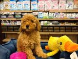 Orj Babyface Poodle Bebeklerimiz