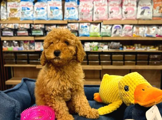 Orj Babyface Poodle Bebeklerimiz görsel