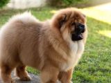 Anatomi̇ Hari̇kasi Chow Chow Bebekleri̇mi̇z