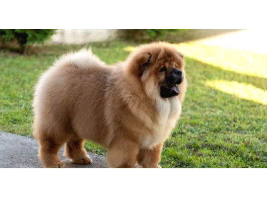 Anatomi̇ Hari̇kasi Chow Chow Bebekleri̇mi̇z görsel