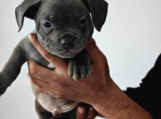 A Kalite Exotic Bully Yavrular