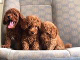 Muhteşem Red Poodle Bebeklerimiz Teni yuvalarına hazır